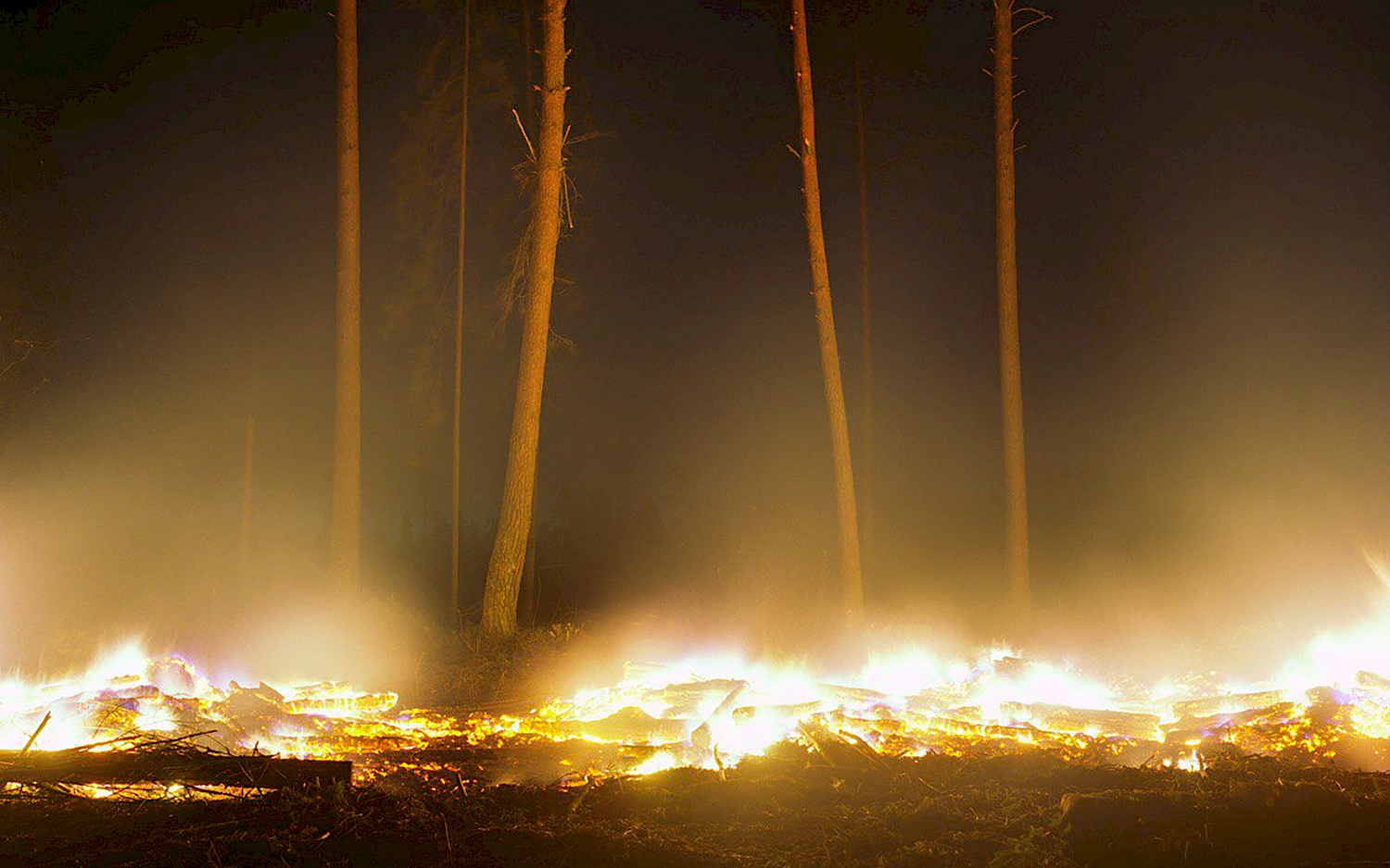 Ein brennender Waldboden bei Nacht