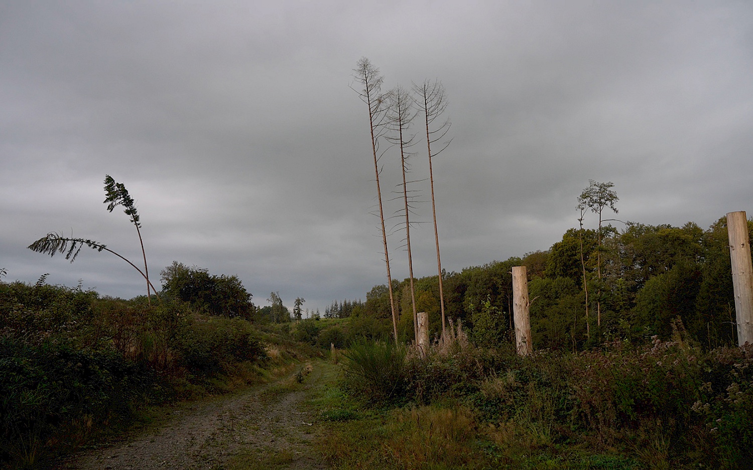 Ein von Baumstümpfen gesäumter Waldweg mit bewölktem Himmel.